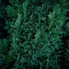 Blue Cypress