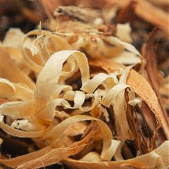Cedarwood