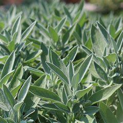 Clary Sage