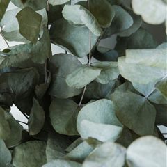Eucalyptus