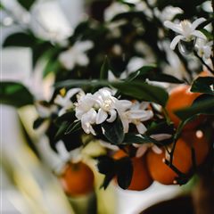 Neroli