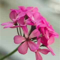 Rose Geranium